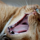 Image for article titled Oh my god, there were cat bombs during World War II
